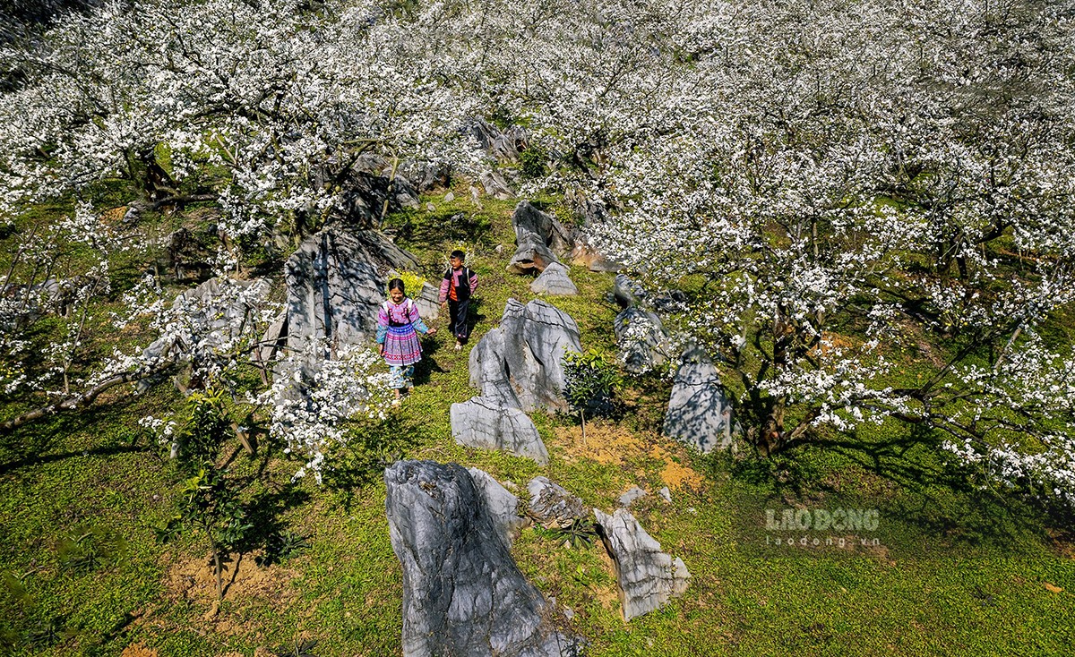 Hoa mận tinh khôi - vẻ đẹp rất riêng của núi rừng Tây Bắc