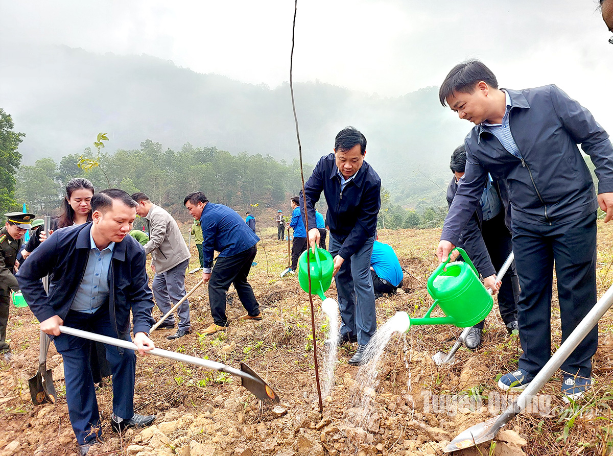 Lâm Bình phấn đấu trồng mới 620ha rừng